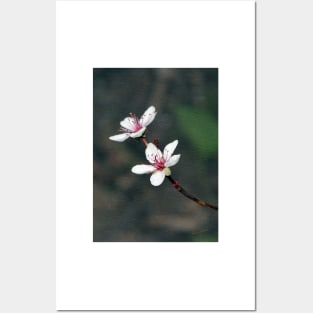 Purple Leaf Sand Cherry Book Cover Posters and Art